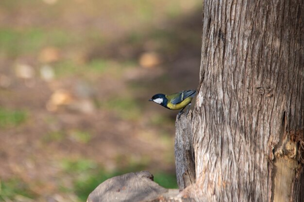 Pájaros amarillos en el árbol. Foto de alta calidad