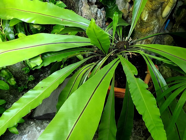 Los pájaros anidan helechos en el jardín.