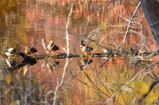 Foto pájaros en árboles desnudos en el lago