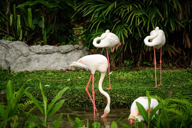 Foto pájaros blancos en un lago