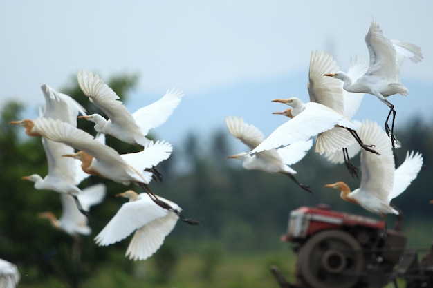 Foto los pájaros blancos volando