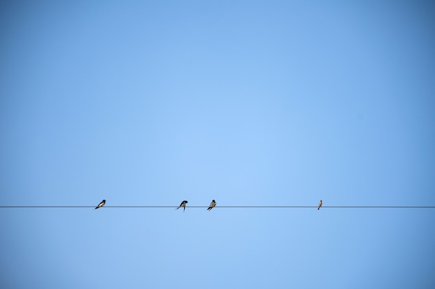 Pájaros en cable eléctrico con cielo azul.