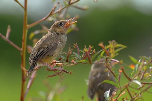 Pájaros cantores posados en la rama de un árbol