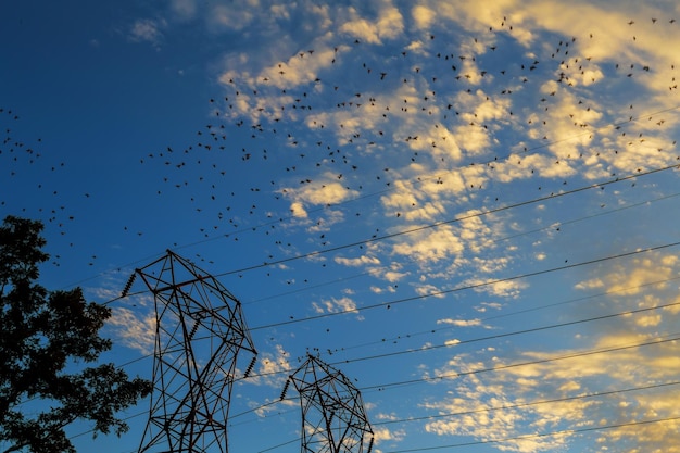 Pájaros en el cielo del atardecer de cables eléctricos Muchos pájaros en un cable