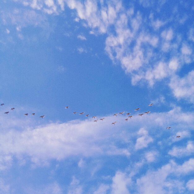 Foto los pájaros en el cielo