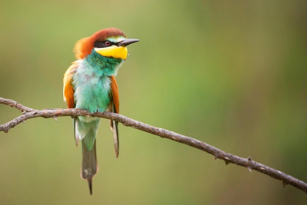 Pájaros coloridos - abejaruco europeo (Merops apiaster) sentado en un palo sobre un fondo hermoso.