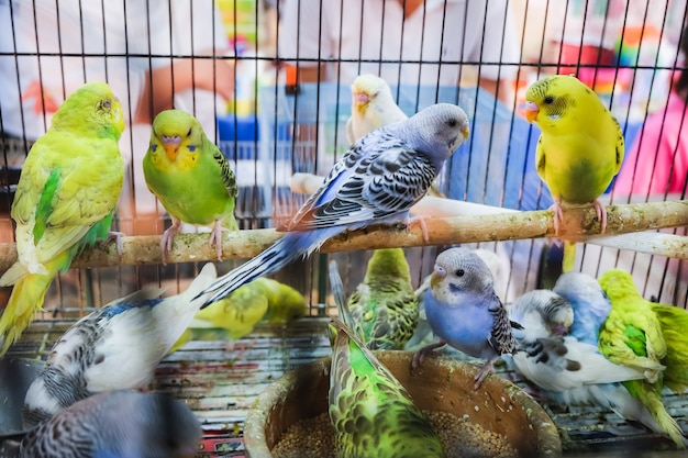 Foto pájaros coloridos en la jaula