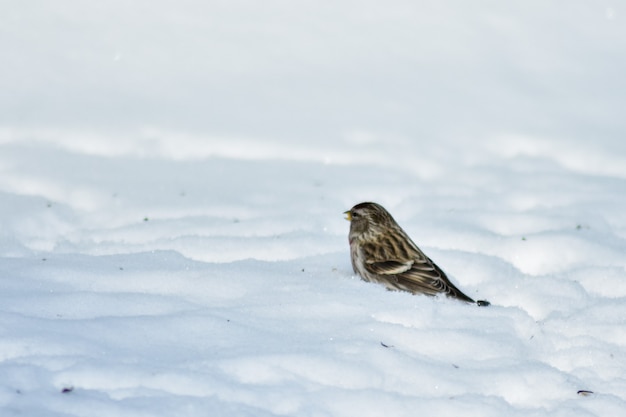 Los pájaros comen semillas en el jardín en invierno.