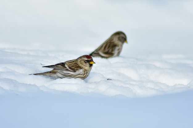 Los pájaros comen semillas en el jardín en invierno.