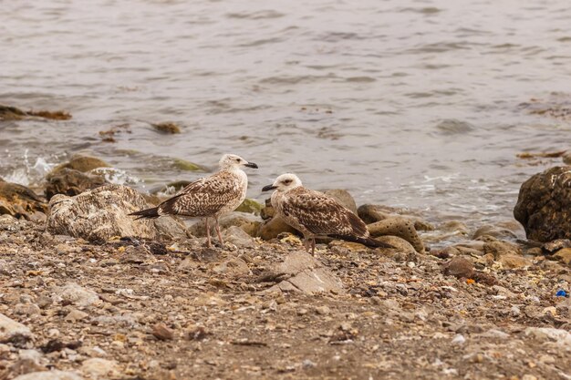 Pájaros en la costa rocosa del Mar Negro cerca de Sudak