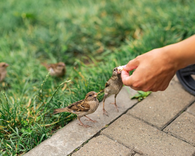Los pájaros encontraron restos de migas de pan en el parque de la primavera y están felices de comérselos.