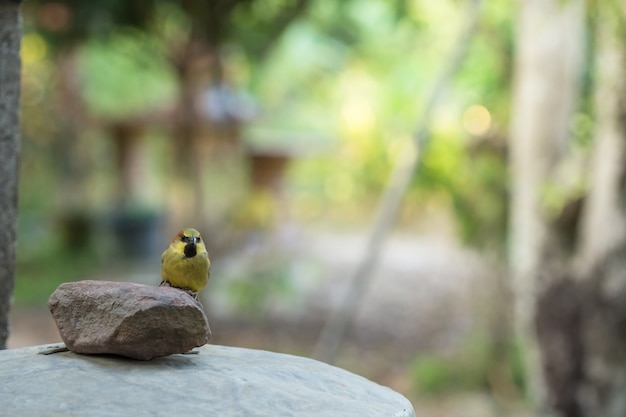 Los pájaros están en las rocas