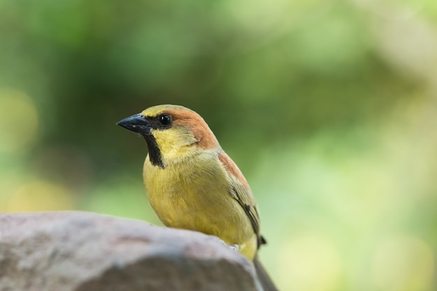 Los pájaros están en las rocas