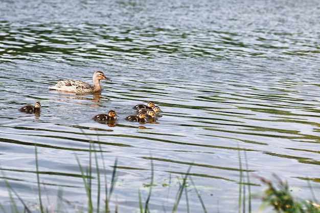 Pájaros en el estanque. Una bandada de patos y palomas junto al agua. Aves migratorias por lago.