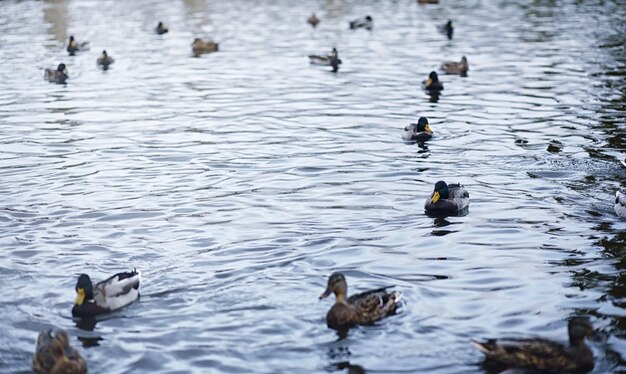 Pájaros en el estanque. Una bandada de patos y palomas junto al agua. Aves migratorias por lago.