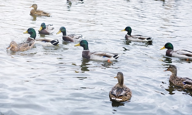 Pájaros en el estanque. Una bandada de patos y palomas junto al agua. Aves migratorias por lago.