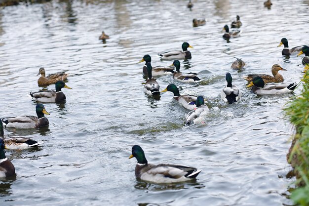 Pájaros en el estanque. Una bandada de patos y palomas junto al agua. Aves migratorias por lago.