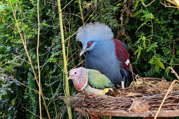 Pájaros exóticos goura victoria paloma y loro en un bosque