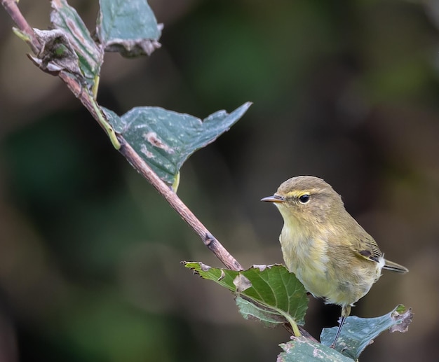 Pájaros fotografiados de mi jardín en invierno, desde gorriones, petirrojos, mosquiteras...