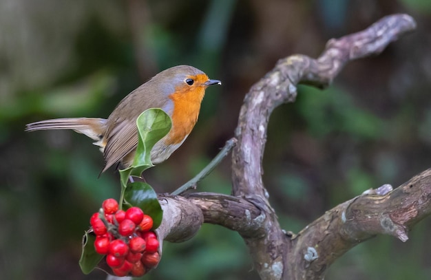 Pájaros fotografiados de mi jardín en invierno, desde gorriones, petirrojos, mosquiteras...