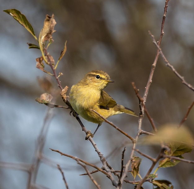 Pájaros fotografiados de mi jardín en invierno, desde gorriones, petirrojos, mosquiteras...