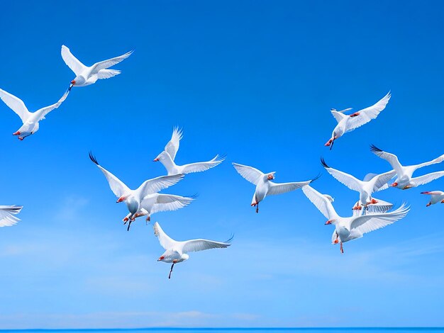 Foto los pájaros de la gaceta egretta vuelan en filas en el cielo