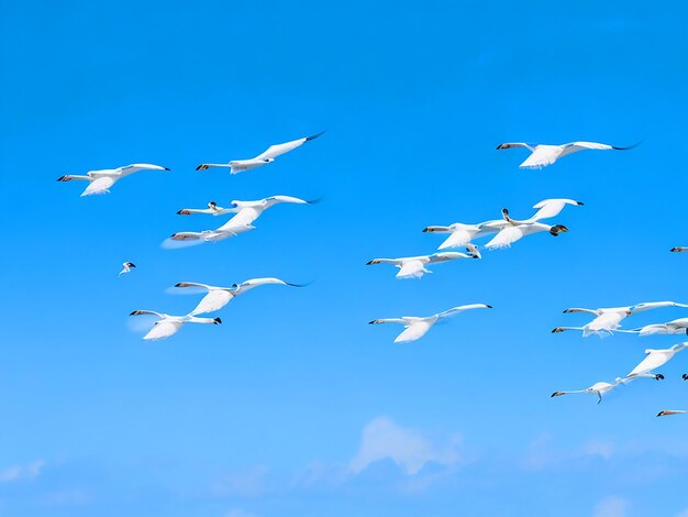 Los pájaros de la Gaceta Egretta vuelan en filas en el cielo