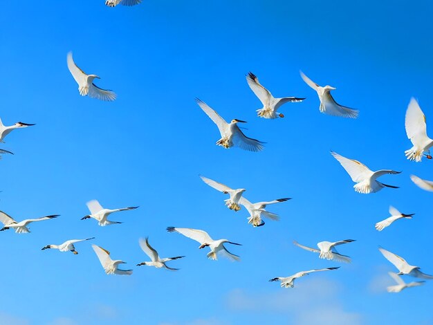 Foto los pájaros de la gaceta egretta vuelan en filas en el cielo