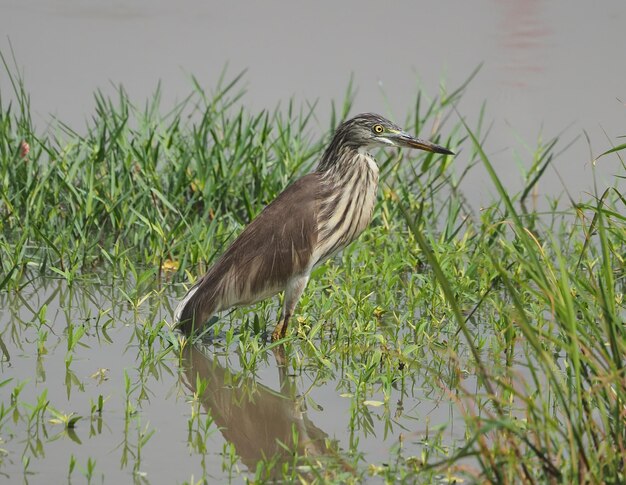 Pájaros de la garza del estanque de Java en el pantano