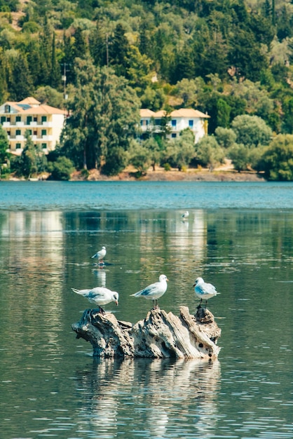 Pájaros de la gaviota en la isla de Lefkada de la bahía del mar