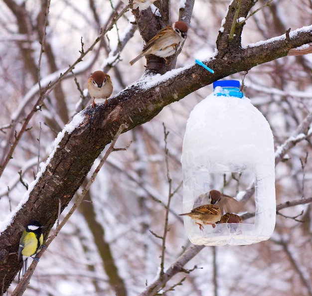 Los pájaros gorriones hambrientos que se alimentan del comedero están hechos de una botella de plástico, temprano en la mañana helada del invierno