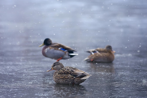 pájaros invernantes / bandada de pájaros, lago de invierno, pájaros salvajes en el lago de invierno, patos migratorios estacionales