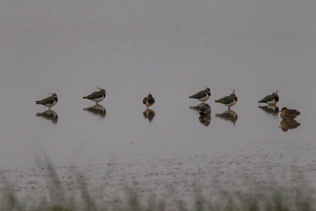 Foto los pájaros en un lago