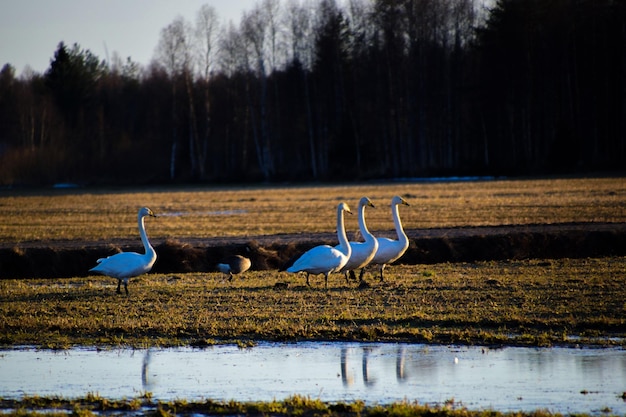 Foto los pájaros en el lago