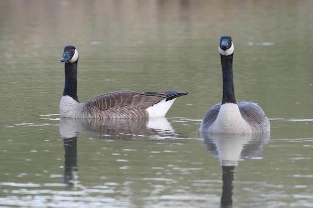 Los pájaros en un lago