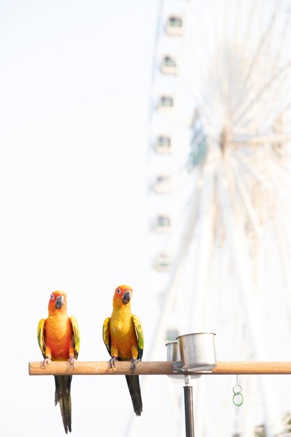 Pájaros del loro de Sun conure en la barra de madera con rueda gigante borrosa en el fondo