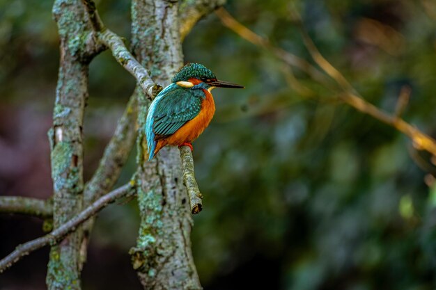 pájaros martín pescador