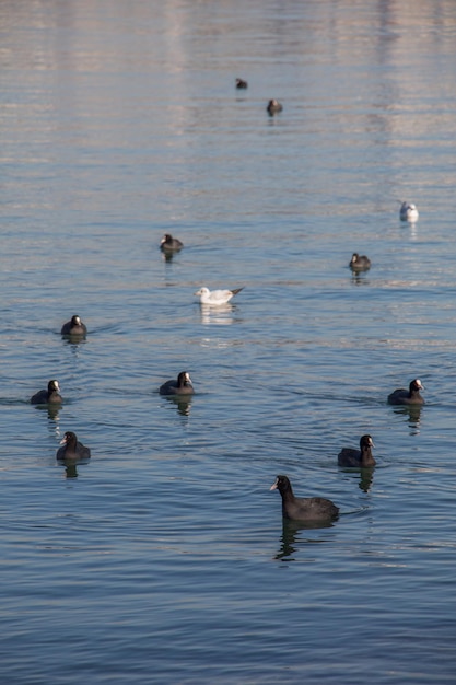 Los pájaros nadan tranquilamente en la superficie del mar