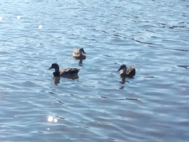 Foto los pájaros nadando en el lago