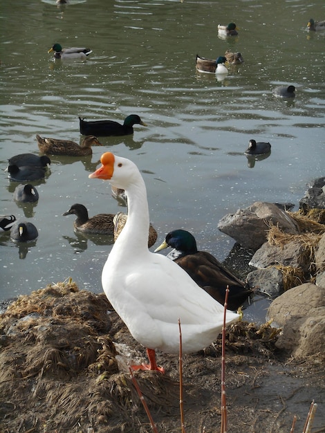 Foto los pájaros nadando en el lago