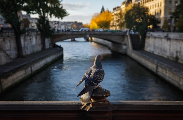 Pájaros en París. Vista desde Pont au Double