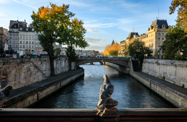 Pájaros en París. Vista desde Pont au Double