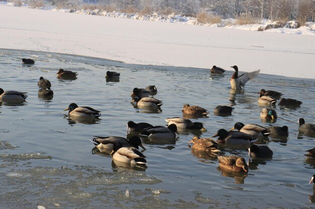 pájaros patos palomas nadan en el lago congelado en el parque nacional mes de diciembre
