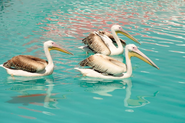 Pájaros pelícanos nadando en la piscina