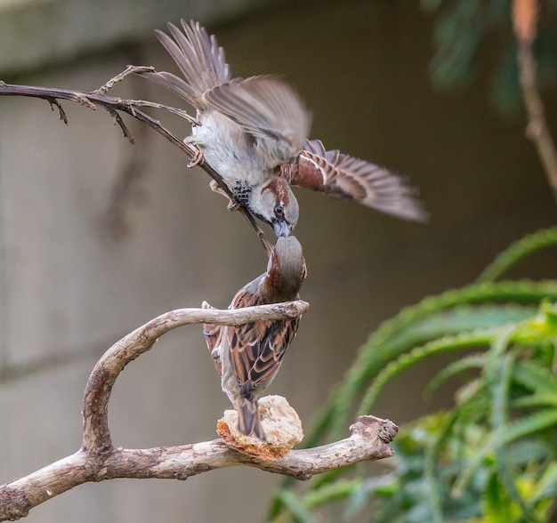 pájaros pequeños