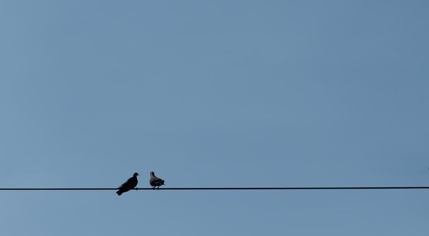 Pájaros de pie sobre alambre