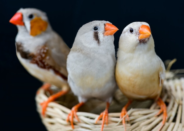 Pájaros pinzón cebra en la naturaleza