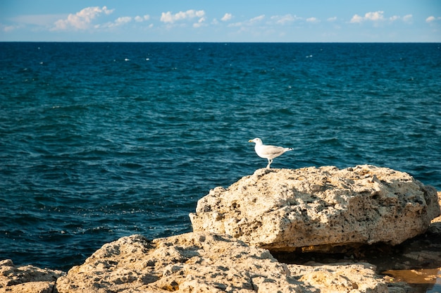 Pájaros en la playa en el día soleado en busca de comida