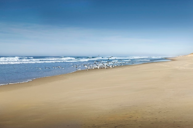 Pájaros en la playa