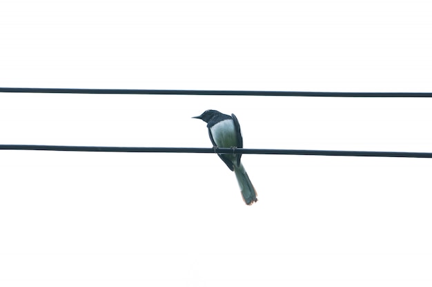 Pájaros posados en alambres.